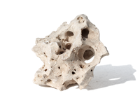 Asiatisches Lochgestein, 13-20cm
